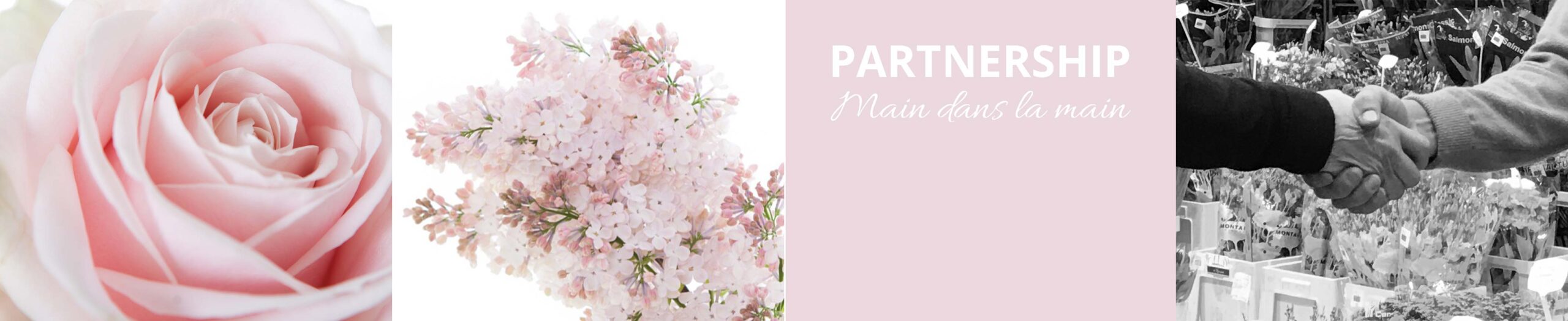 Banner-BP-voorjaar-remake-frans